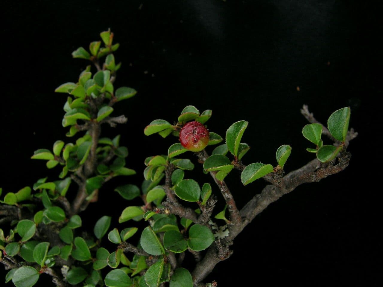 Cotoneaster 3