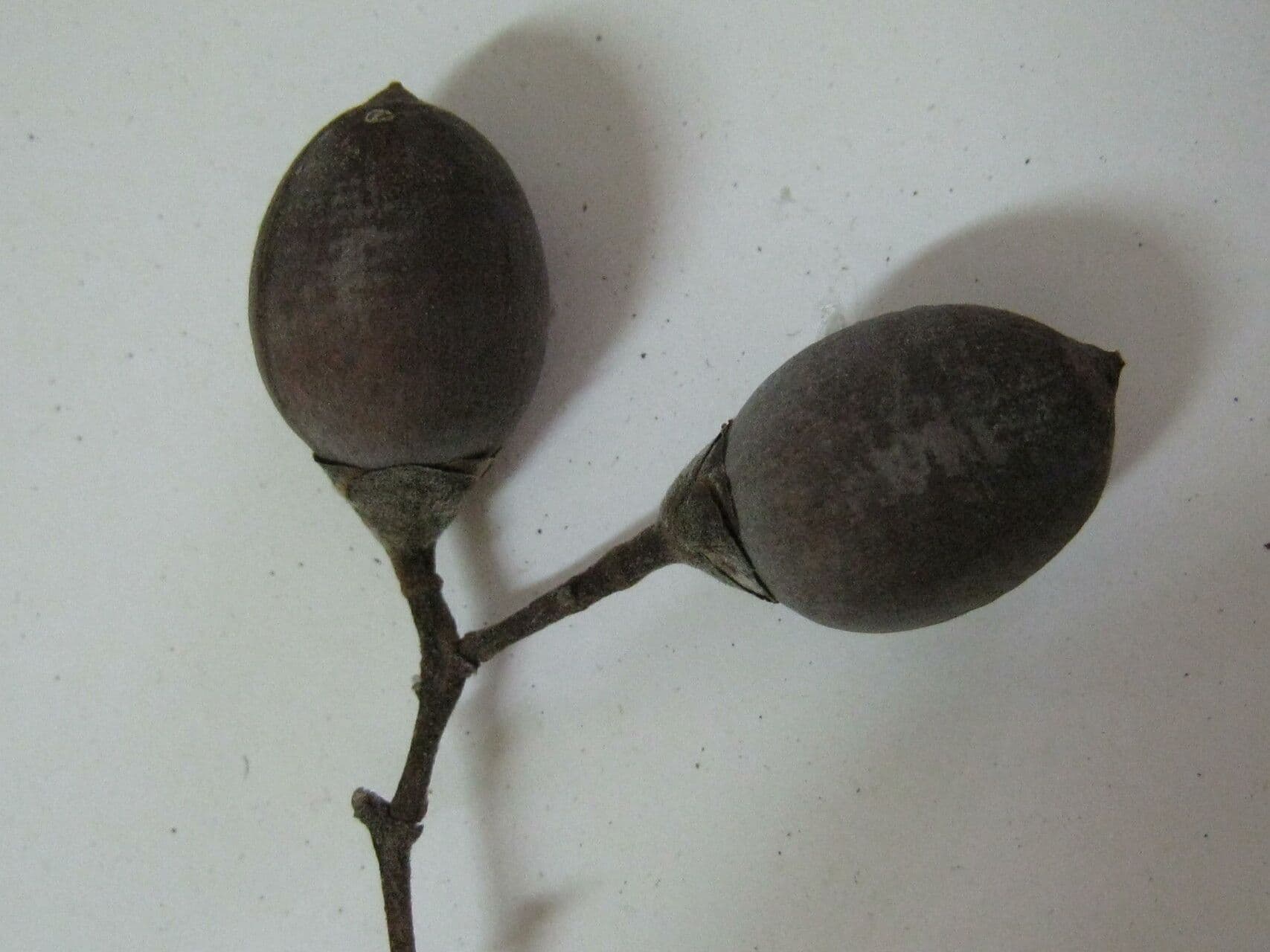 Maripa scandens 2