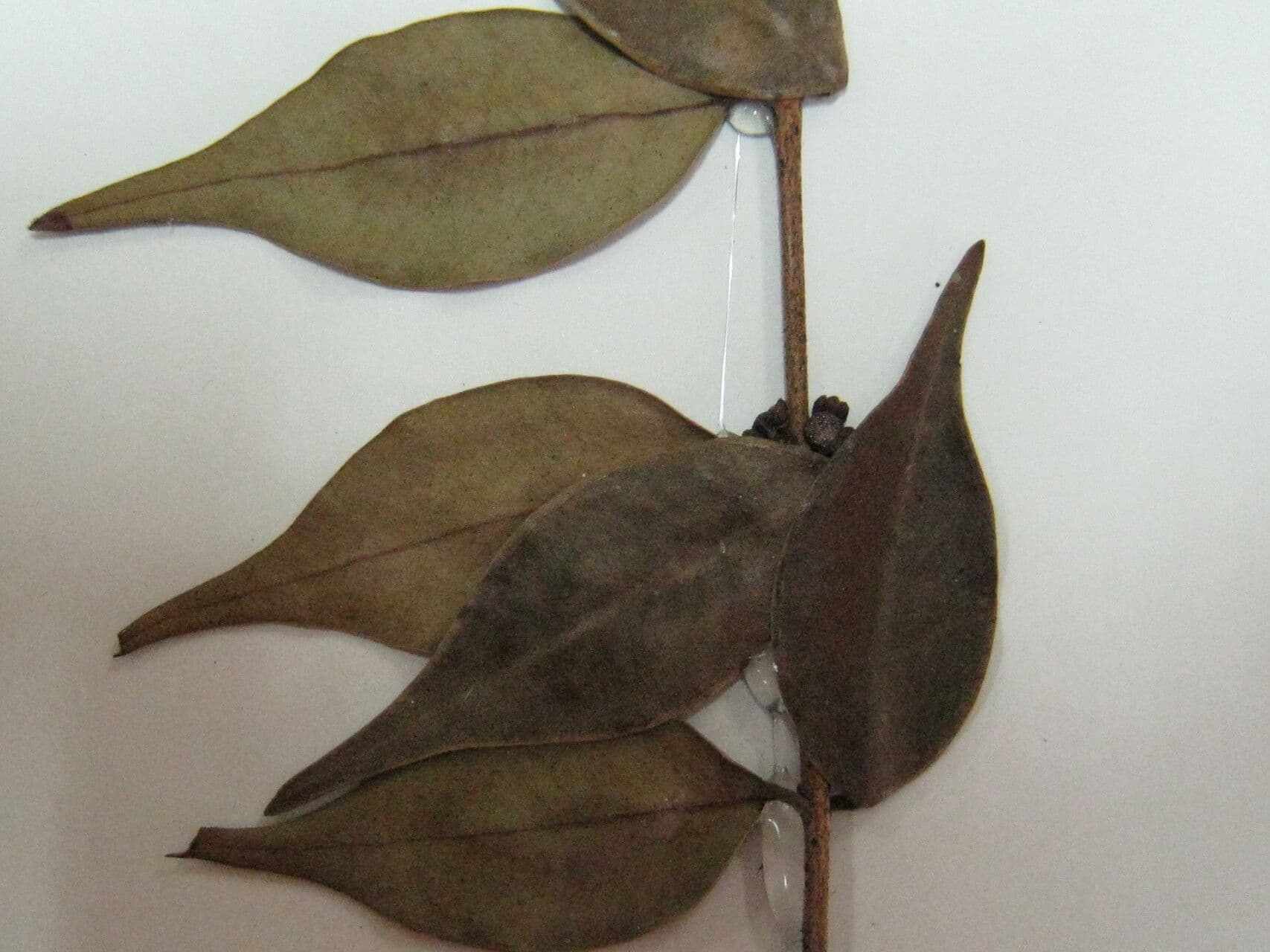 Guayaba de olor 22