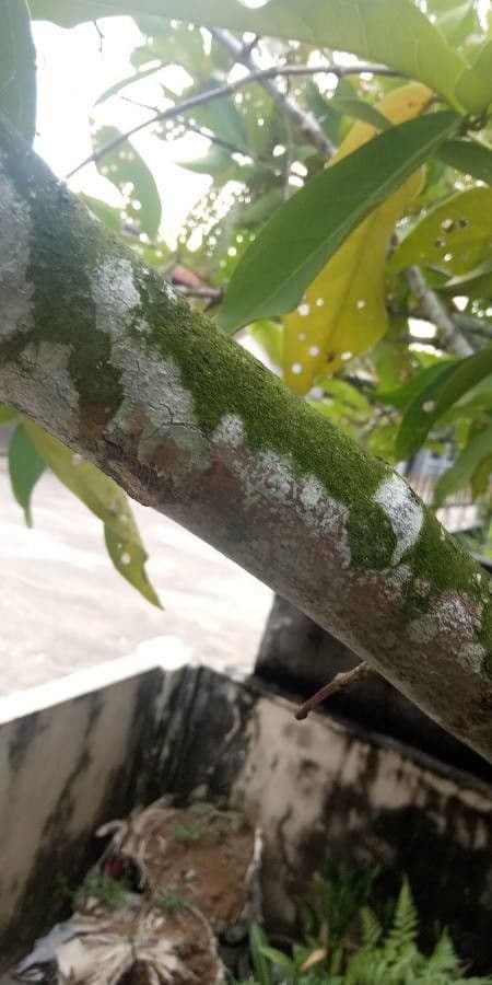 Pomme d'eau 18