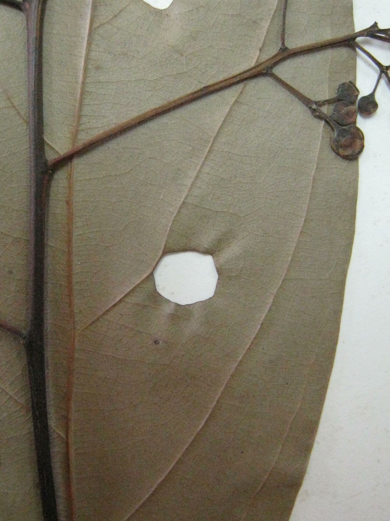 Nectandra 6