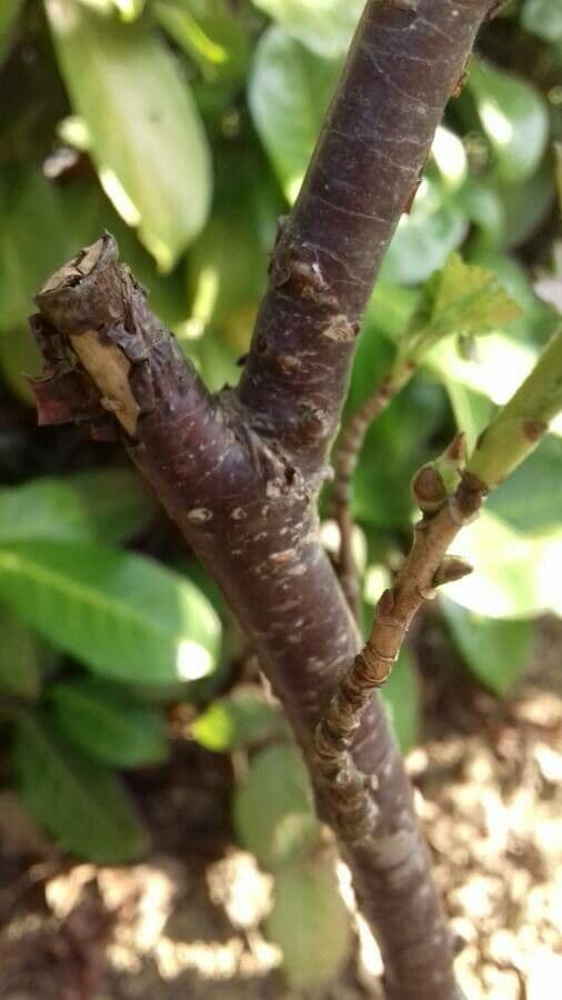 Ríbezľa červená 21