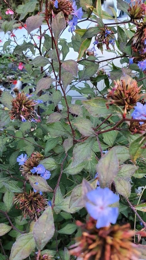 Ceratostigma 20