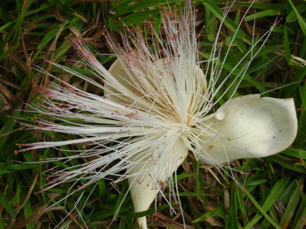 Barringtonia 3