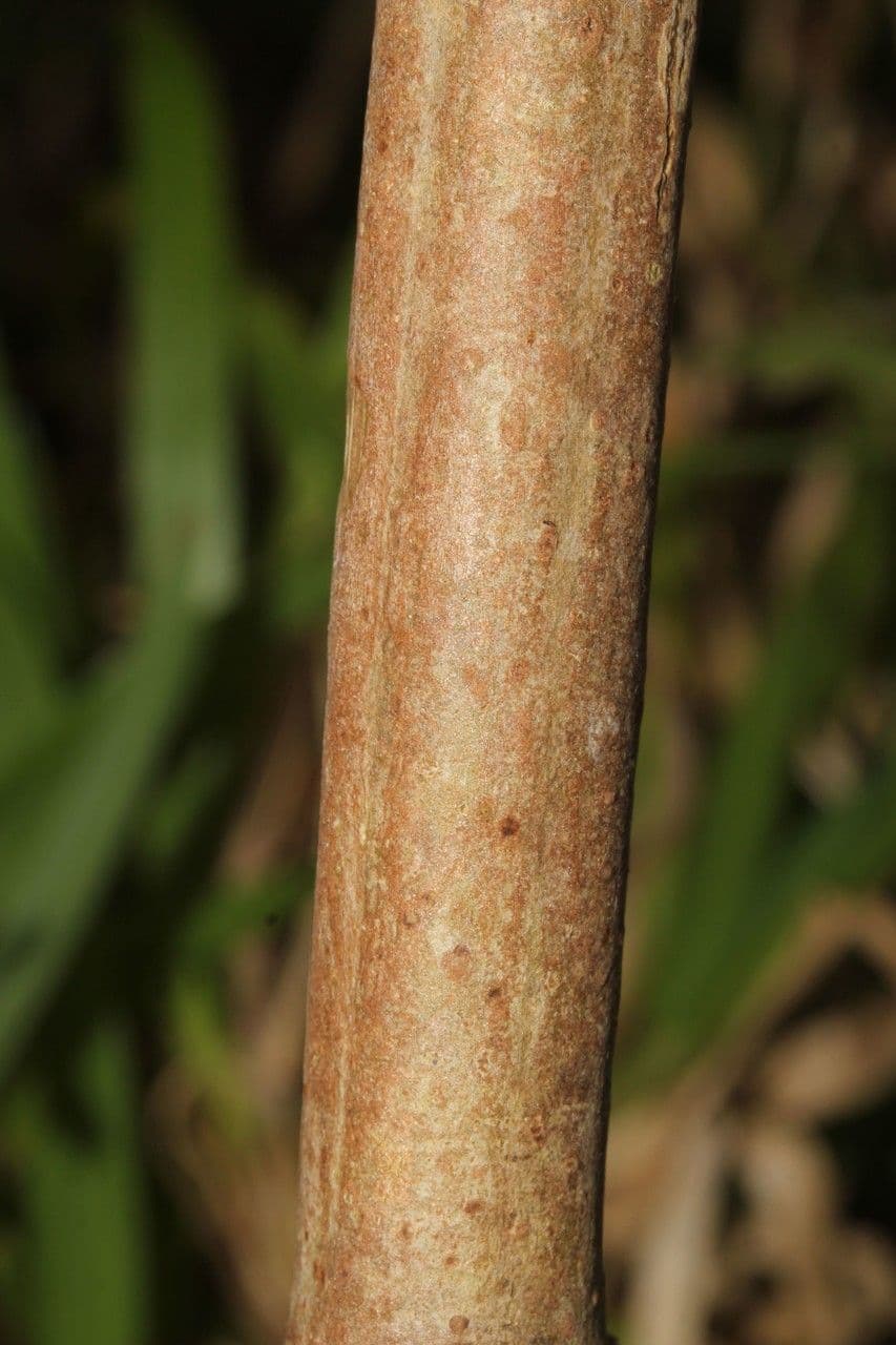 Clibadium 23