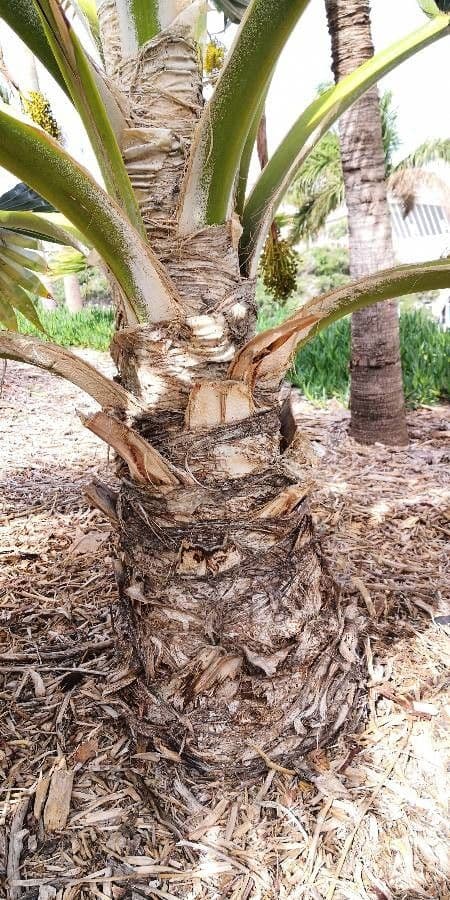 Pritchardia 9