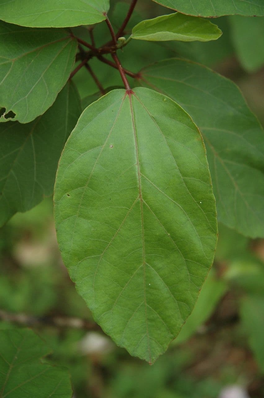 Hibisco di Waimea 9