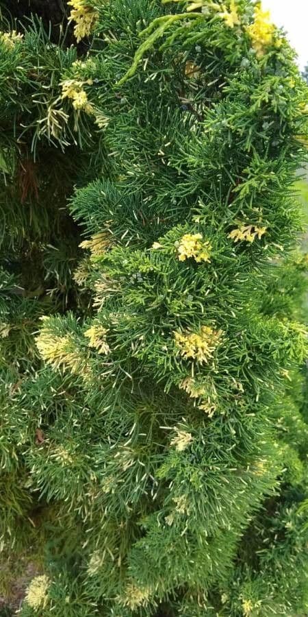 Grevillea 2