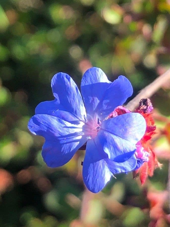 Ceratostigma