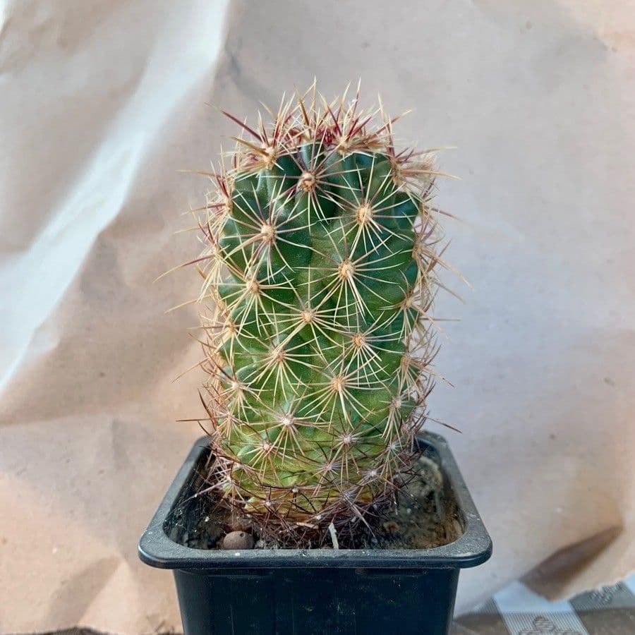 Thelocactus bicolor 5