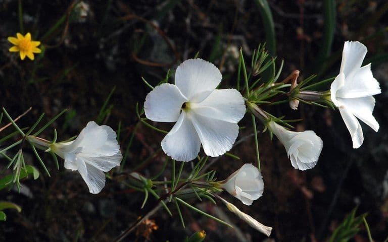 Linanthus