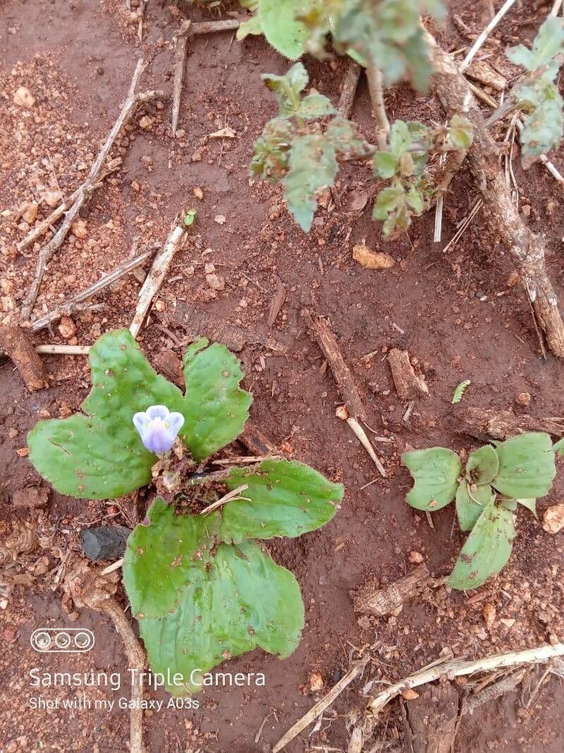 Craterostigma 3