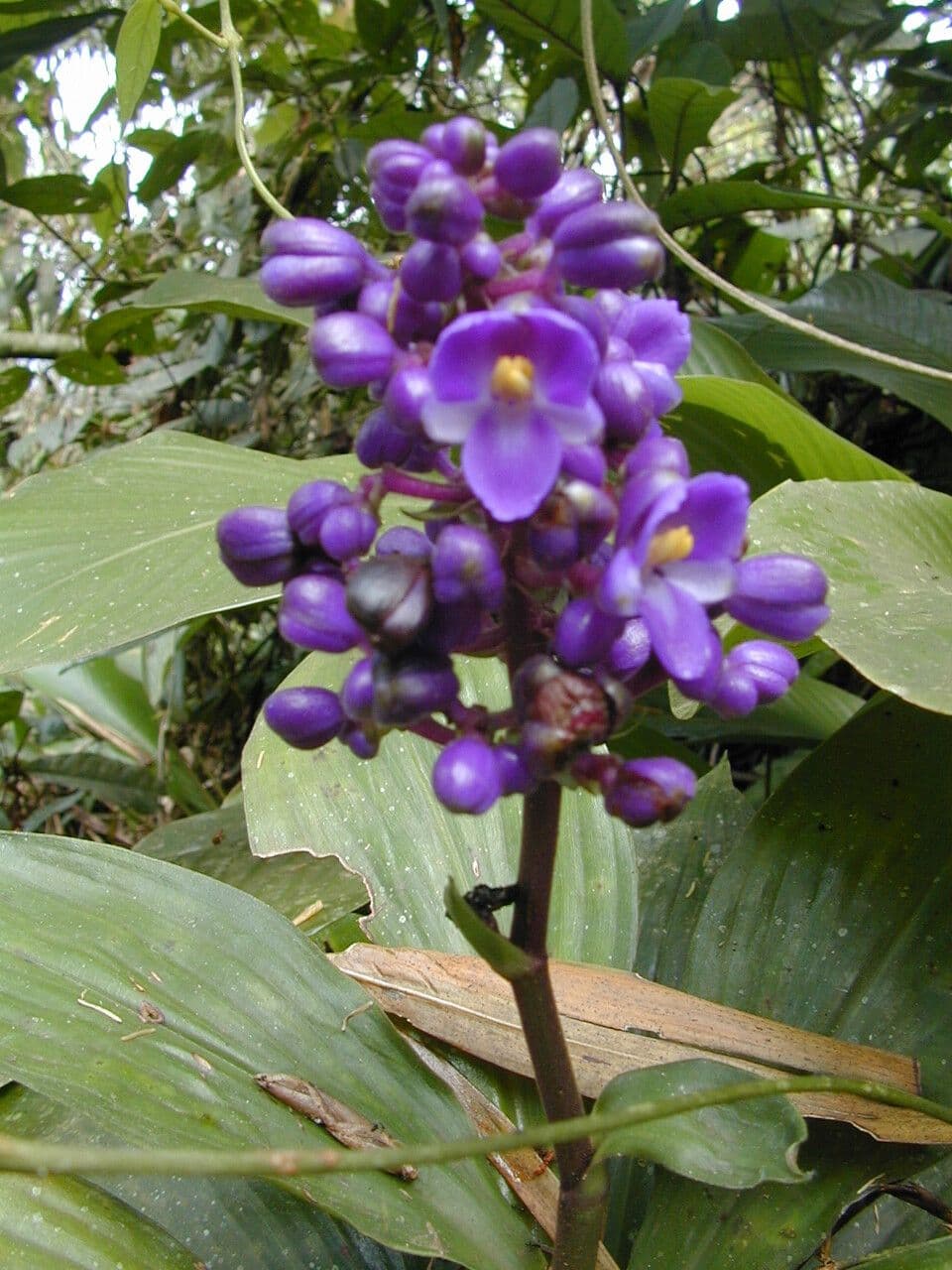 Dichorisandra 2