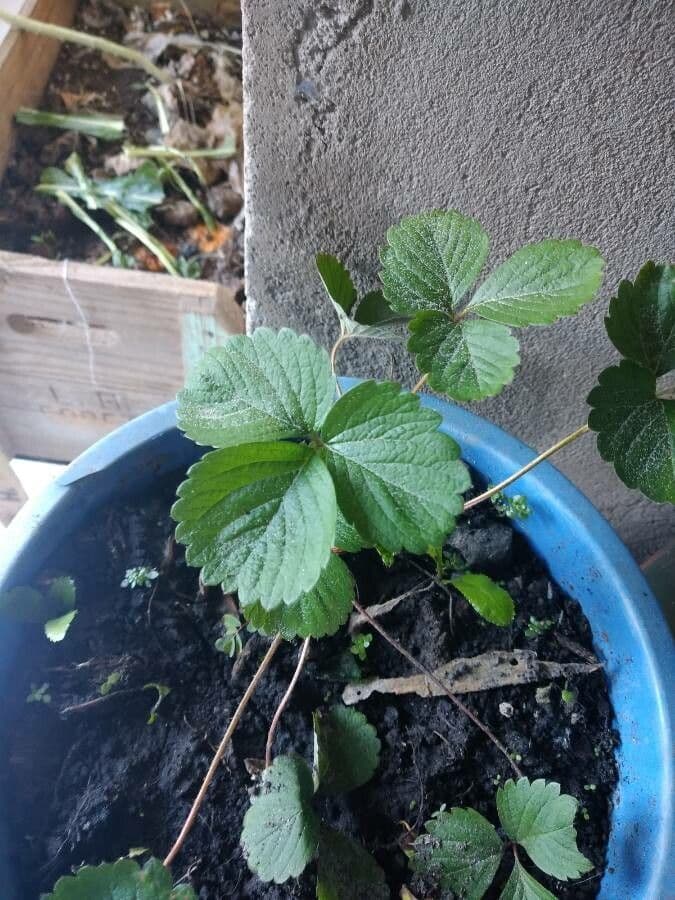Fragola comune 17