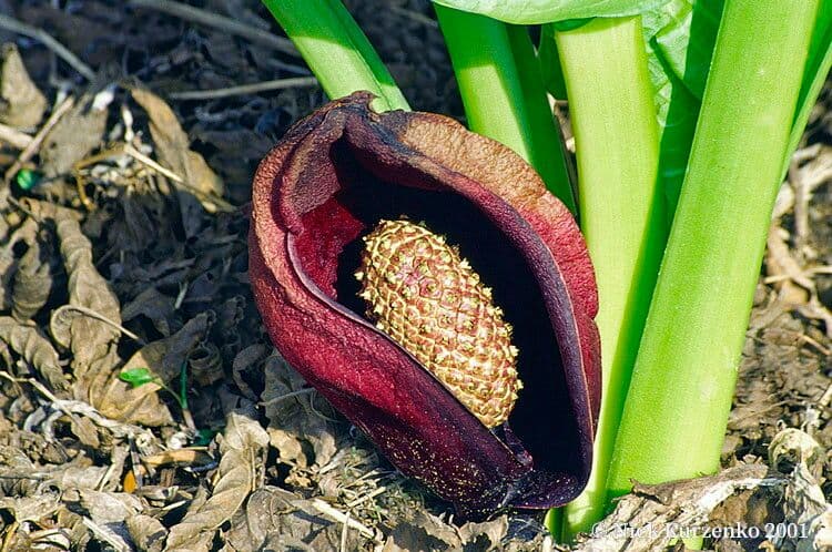 Symplocarpus renifolius 5