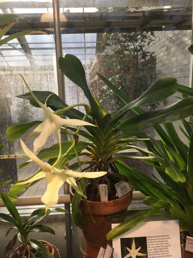Orchidea di Darwin 6