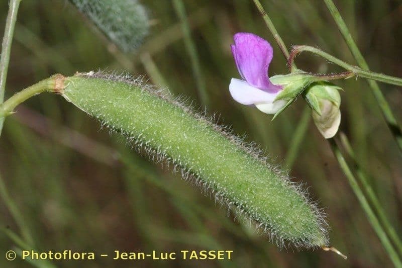 Cicerchia pelosa 24
