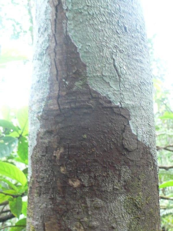 Ocotea 2