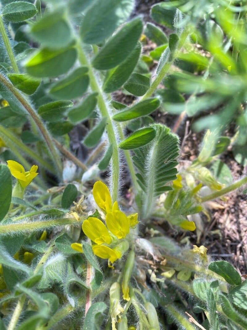 Astragalo 5