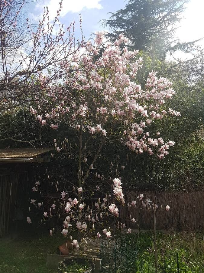 Soulanges-Magnolie 26