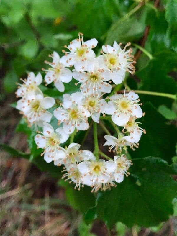 Jarabina brekyňová 8