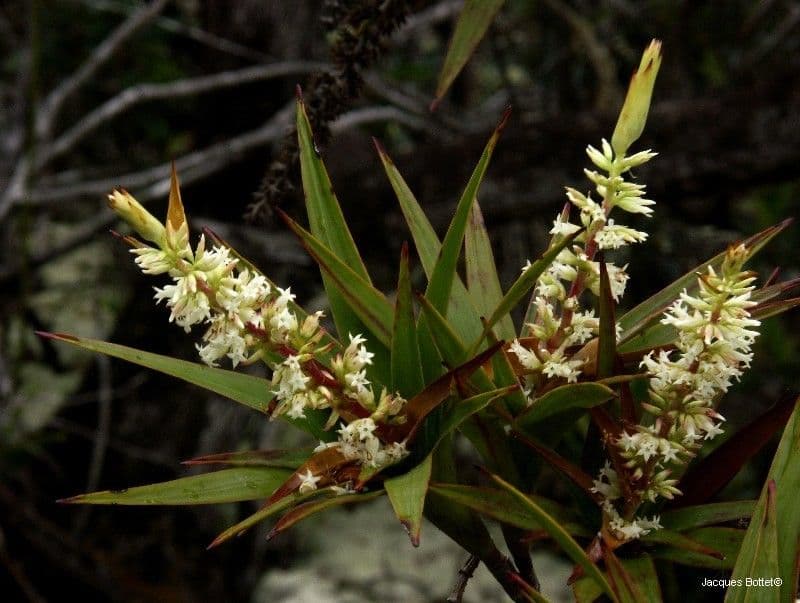 Dracophyllum 5