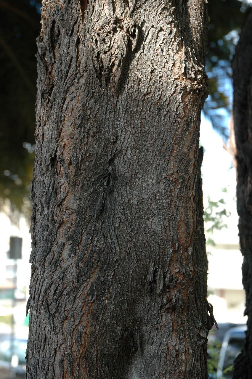 Prosopis 13