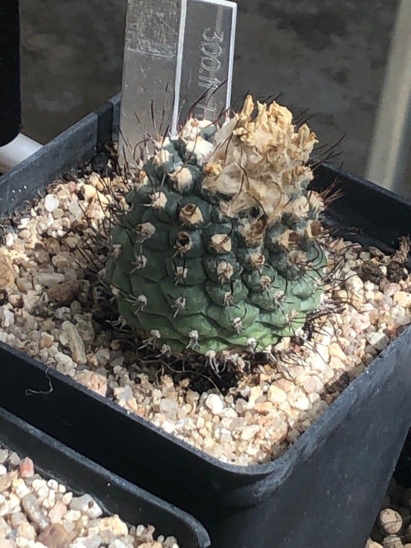 Turbinicarpus 3