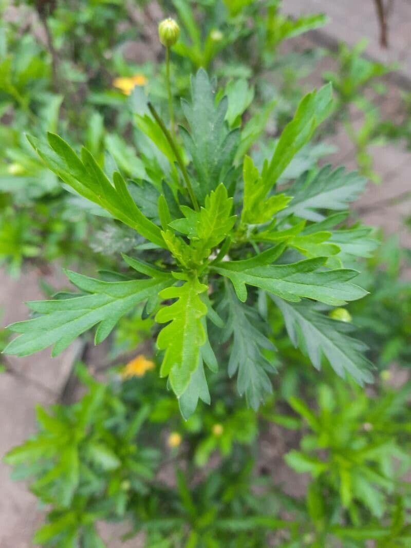 Gold-Euryops 14