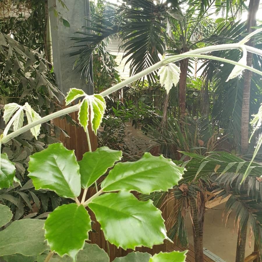 Tetrastigma 10