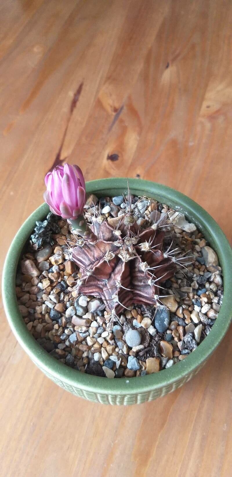 Cactus lunare 8