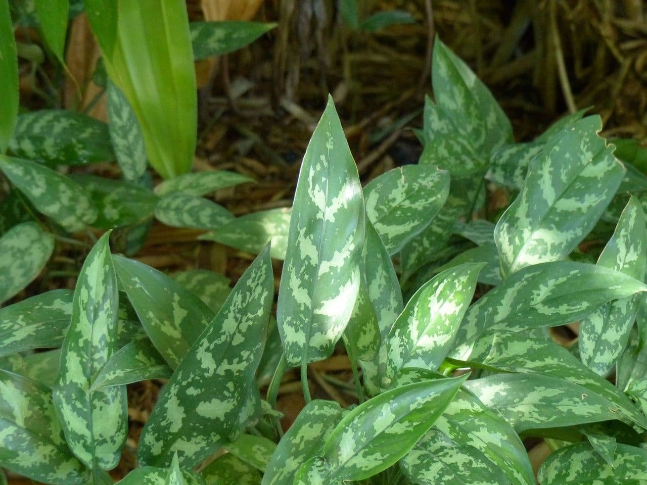 Aglaonema 30