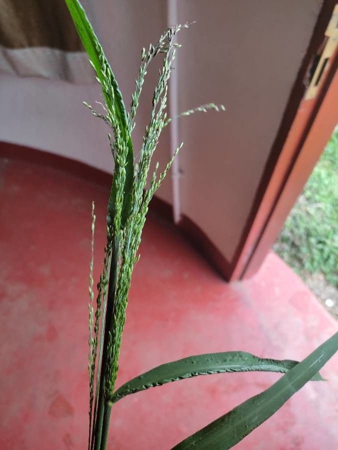 Eragroide giapponese 2