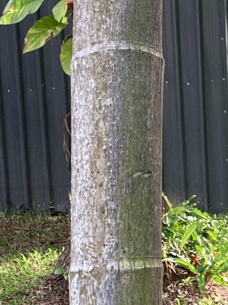 Areca 21