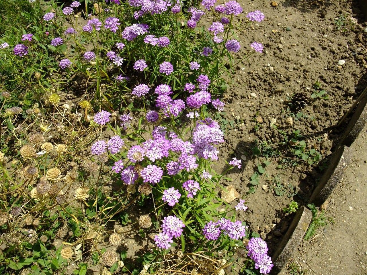 Iberka okolíkatá 12