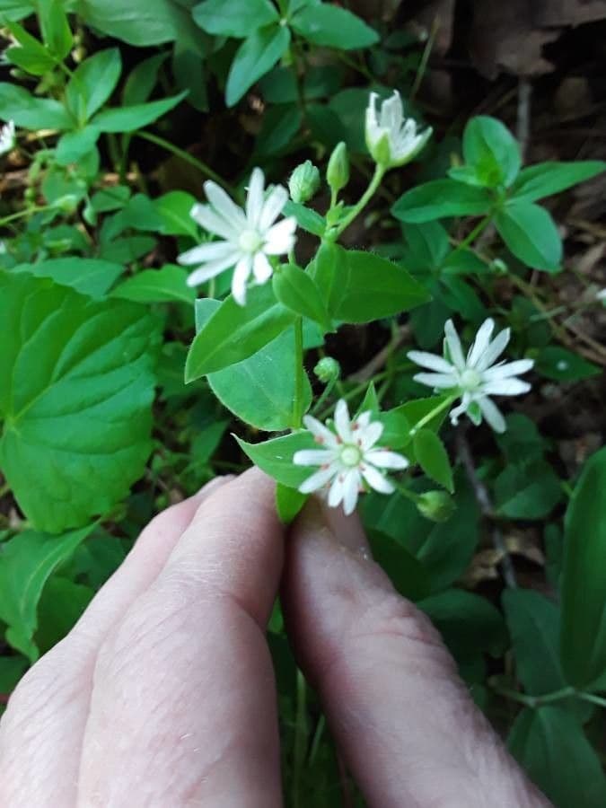 Stellaria 2