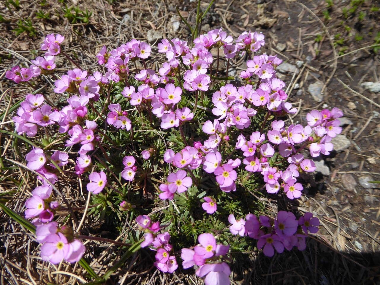 Androsace di Haller 9