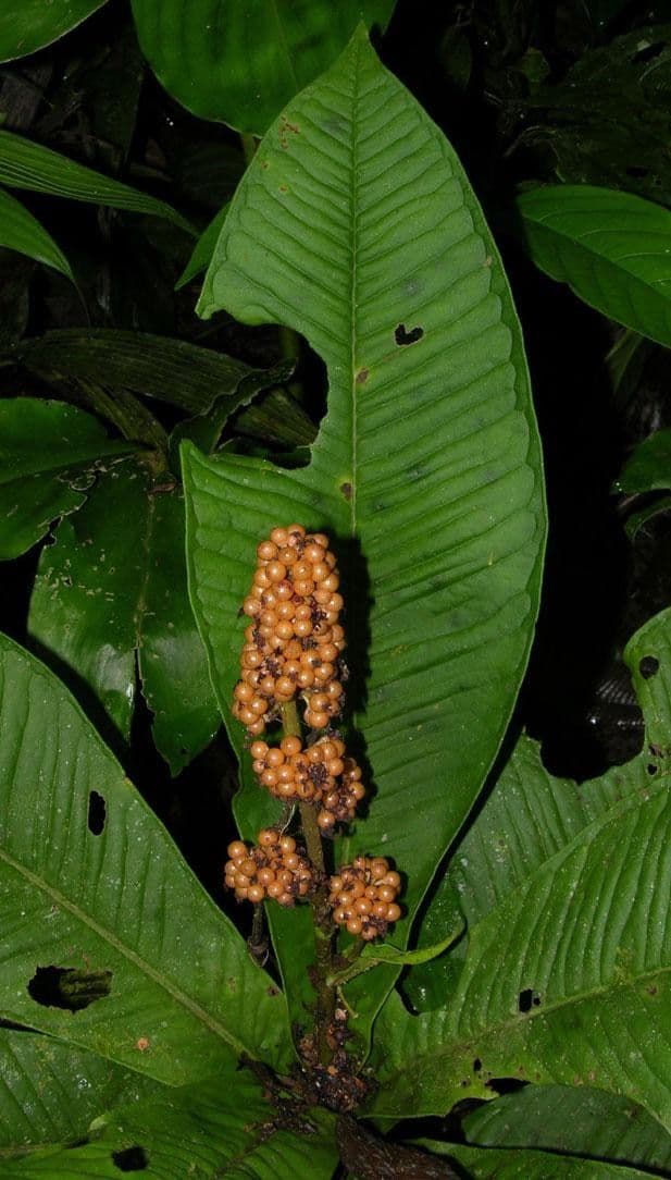 Ardisia 24