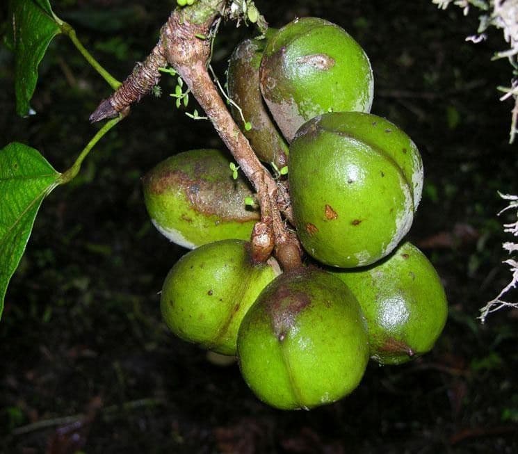 Sterculia 4
