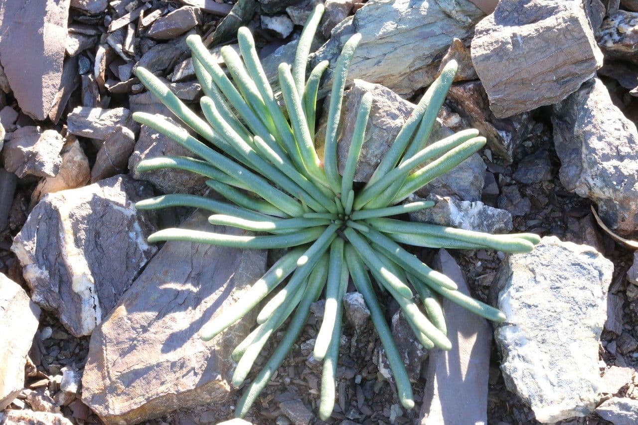 Lewisia 15