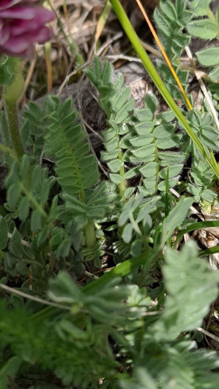 Padrillo 17