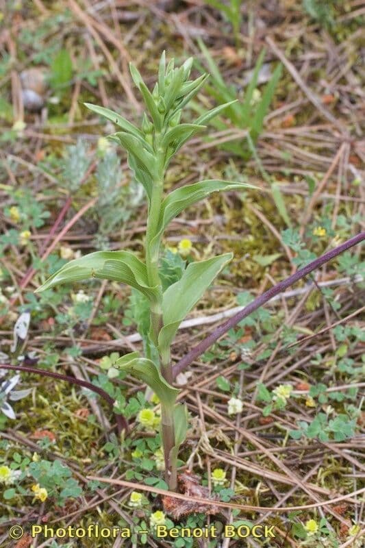 Epipactis 7