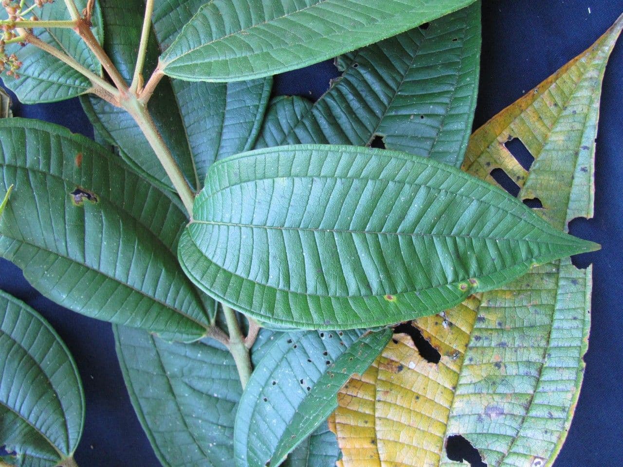 Miconia 6