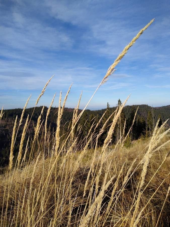 Třtina křovištní 15