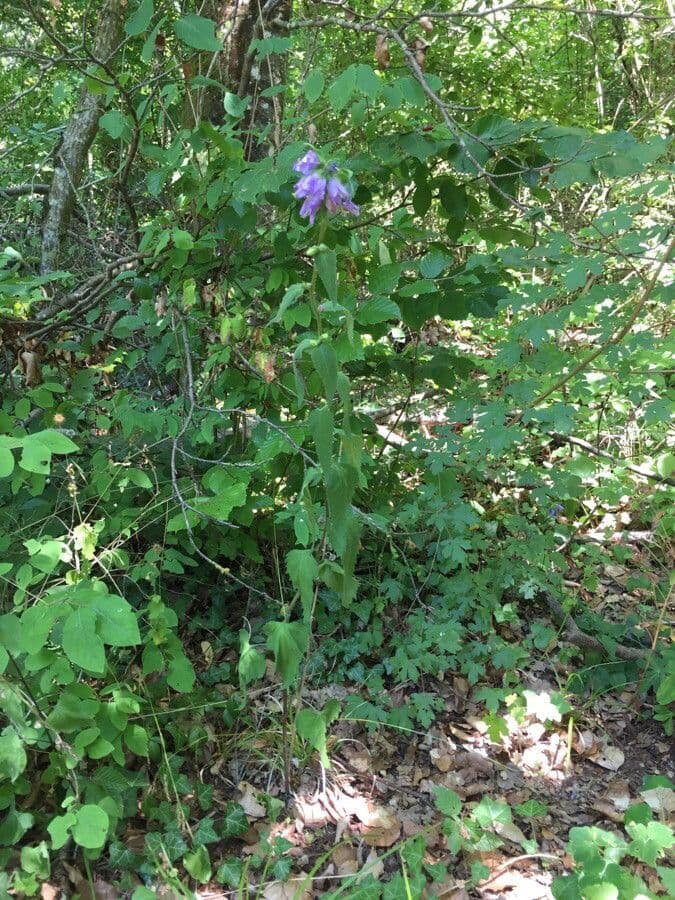 Campanula cervicaria 10