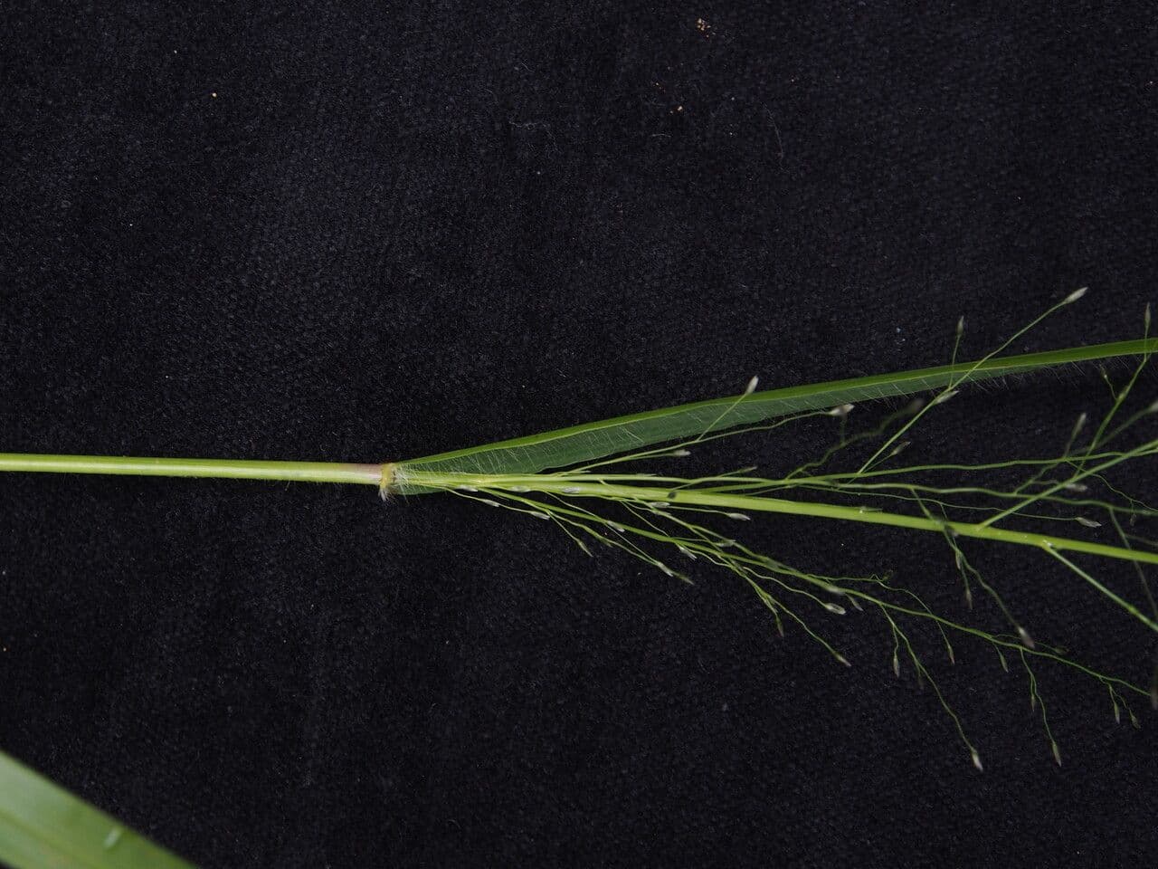 Eragrostis 2