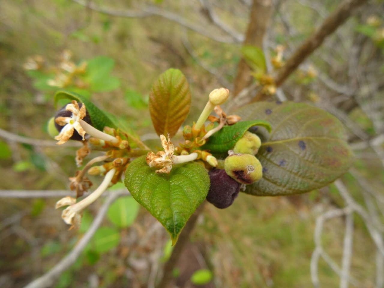 Guettarda scabra 9