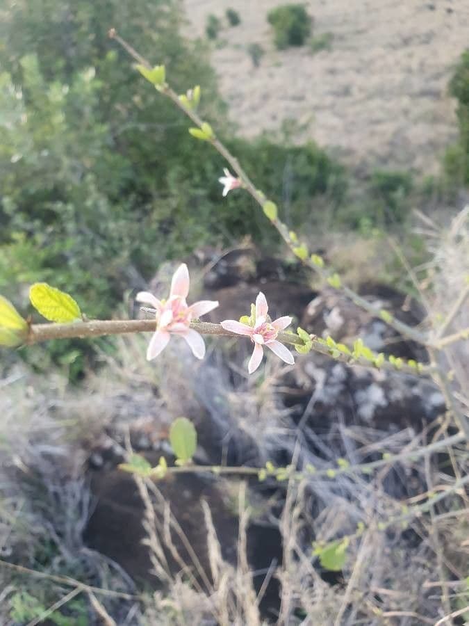 Grewia 7