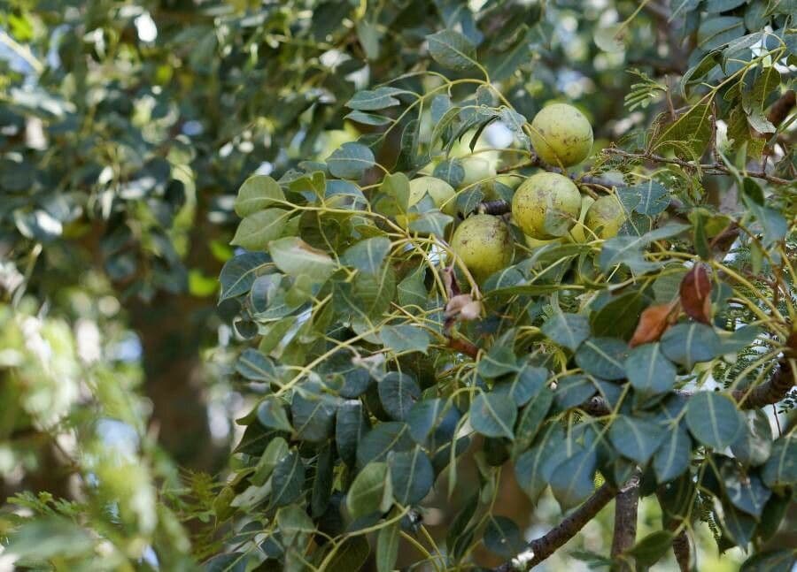 Marula 5