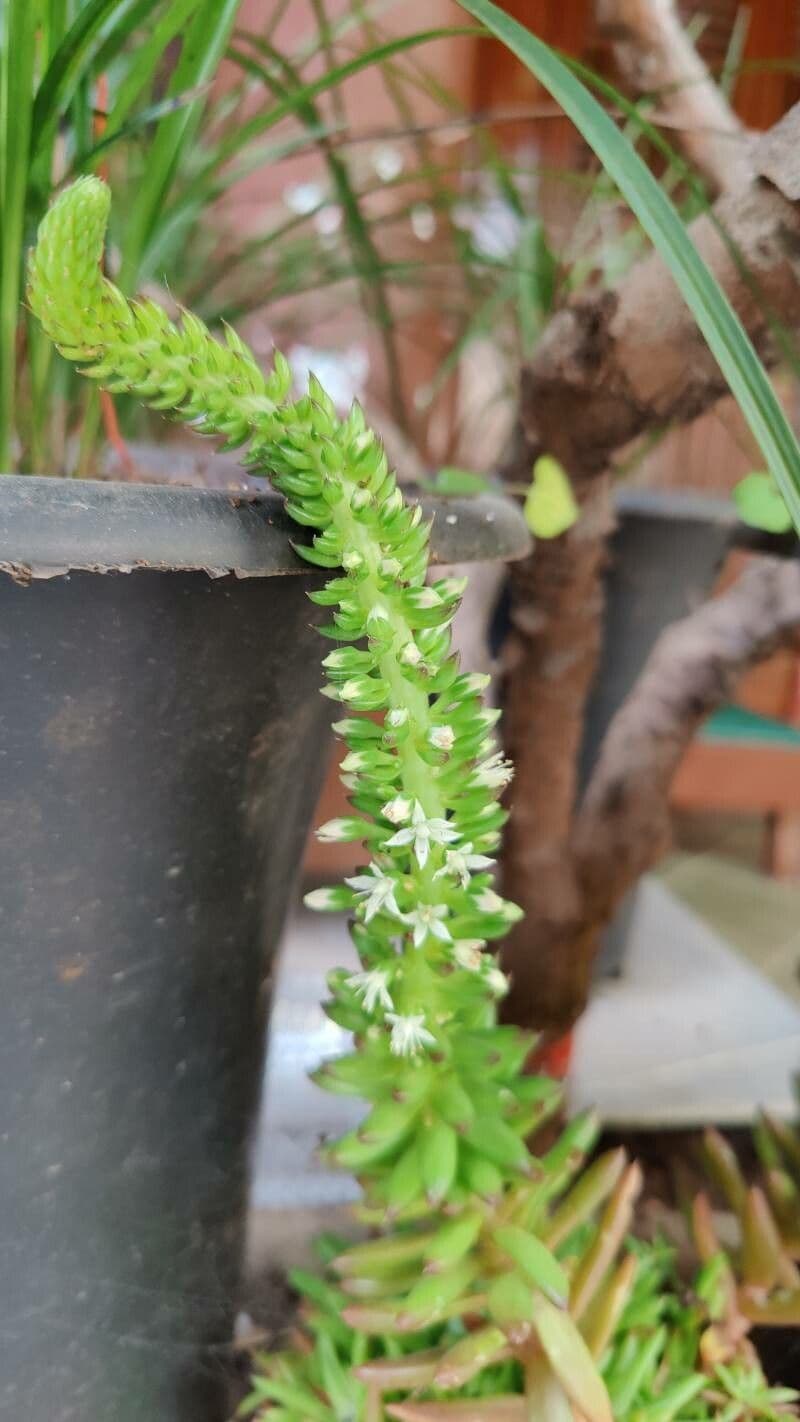 Orostachys giapponese